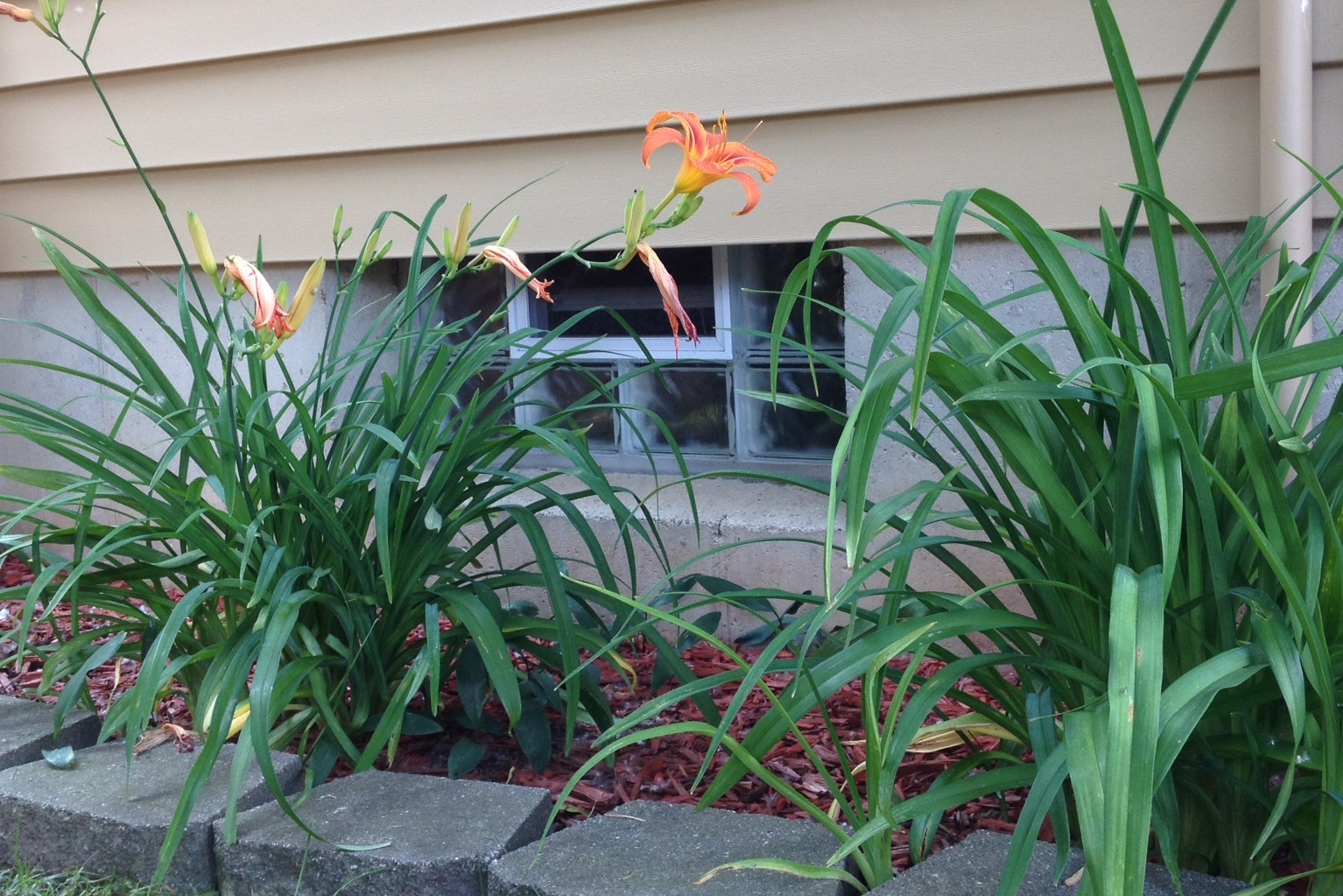 glass block basement window behind a lily